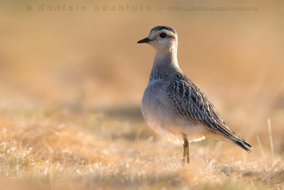 Eurasian Dotterel (Charadrius morinellus)