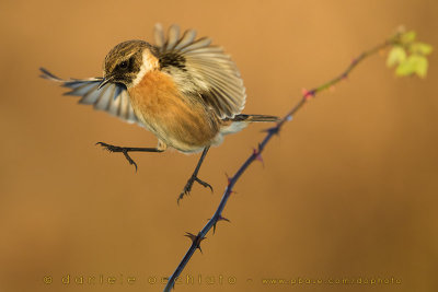 European Stonechat (Saxicola rubicola)