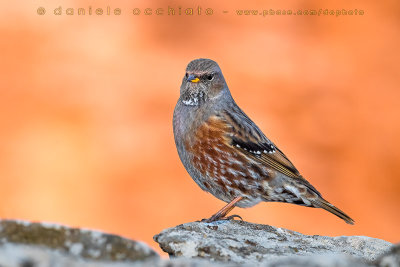 Alpine Accentor (Prunella collaris)