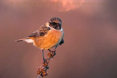 European Stonechat (Saxicola rubicola)