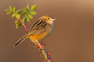 Zitting Cisticola (Cisticola juncidis)