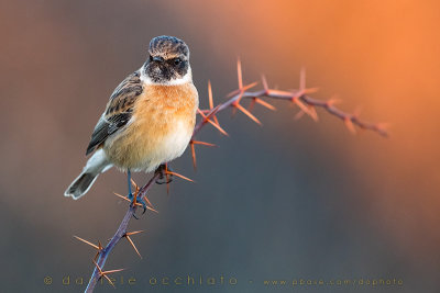 European Stonechat (Saxicola rubicola)