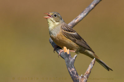 Ortolan Bunting (Emberiza hortulana)