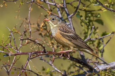 Ortolan Bunting (Emberiza hortulana)