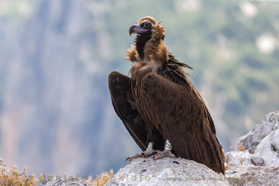Black Vulture (Avvoltoio monaco)