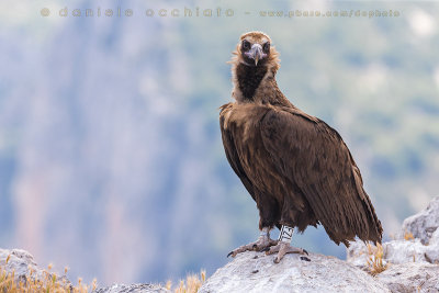 Black Vulture (Aegypius monachus)