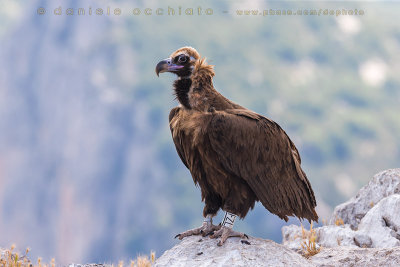 Black Vulture (Aegypius monachus)