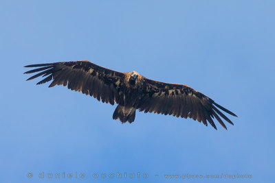 Black Vulture (Aegypius monachus)