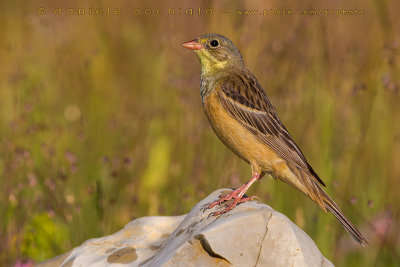 Ortolan Bunting (Emberiza hortulana)