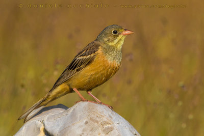 Ortolan Bunting (Emberiza hortulana)