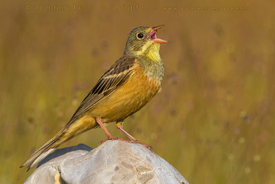 Ortolan Bunting (Emberiza hortulana)