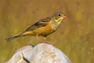 Ortolan Bunting (Emberiza hortulana)