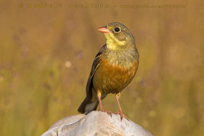 Ortolan Bunting (Emberiza hortulana)