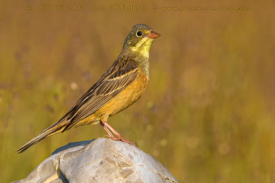 Ortolan Bunting (Emberiza hortulana)