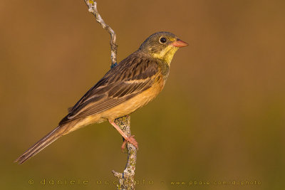 Ortolan Bunting (Emberiza hortulana)