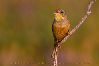 Ortolan Bunting (Emberiza hortulana)