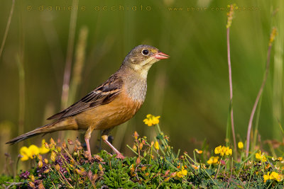 Ortolan Bunting (Emberiza hortulana)