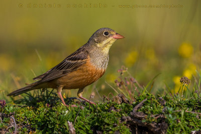 Ortolan Bunting (Emberiza hortulana)