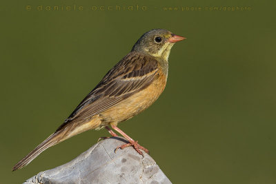 Ortolan Bunting (Emberiza hortulana)