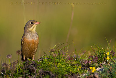 Ortolan Bunting (Emberiza hortulana)