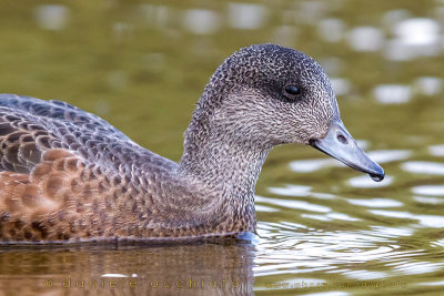 Fischione americano; American Wigeon; Anas americana; Mareca americana