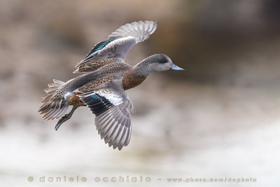 American Wigeon (Anas americana)