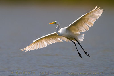 Great White Egret (Ardea alba)