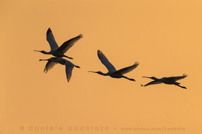 Eurasian Spoonbill (Platalea leucorodia)