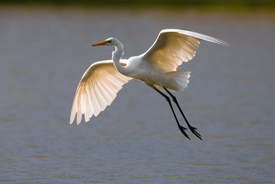 Great White Egret (Ardea alba)