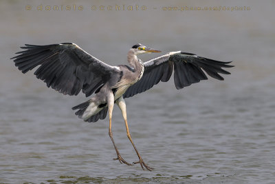 Grey Heron (Ardea cinerea)