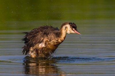 Great Crested Grebe (Podiceps cristatus)