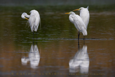 Great White Egret (Ardea alba)