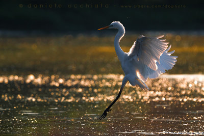 Great White Egret (Ardea alba)