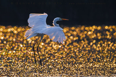 Great White Egret (Ardea alba)