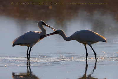 Eurasian Spoonbill (Platalea leucorodia)