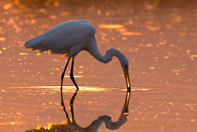 Great White Egret (Ardea alba)