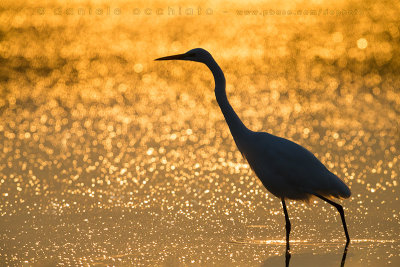 Great White Egret (Ardea alba)