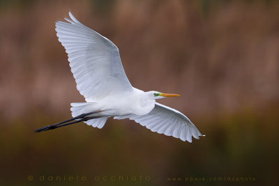 Great White Egret (Ardea alba)