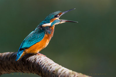 Common Kingfisher (Alcedo atthis)