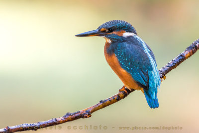 Common Kingfisher (Alcedo atthis)