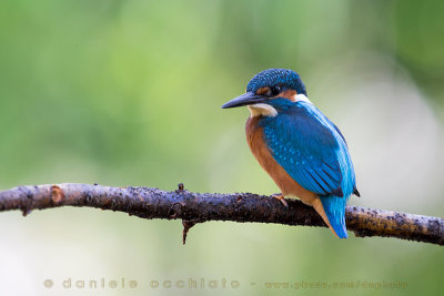 Common Kingfisher (Alcedo atthis)