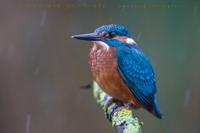 Common Kingfisher (Alcedo atthis)