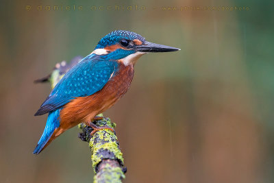 Common Kingfisher (Alcedo atthis)