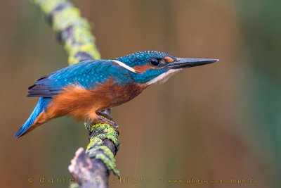 Common Kingfisher (Alcedo atthis)