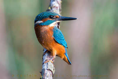 Common Kingfisher (Alcedo atthis)