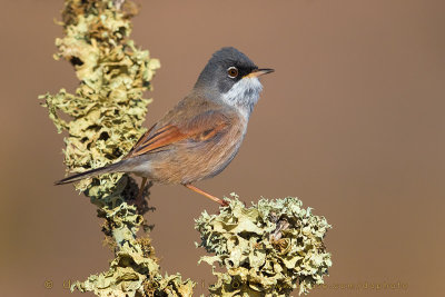 Spectacled Warbler (Sylvia conspicillata orbitalis)