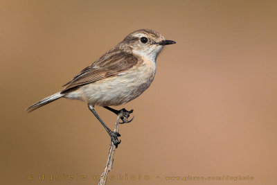 Canary Islands Chat (Saxicola dacotiae)