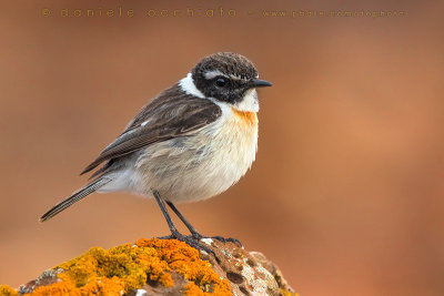 Canary Islands Chat (Saltimpalo delle Canarie)