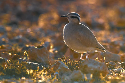 Cream-coloured Courser (Cursorius cursor bannermani)