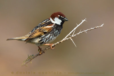 Spanish Sparrow (Passera sarda)